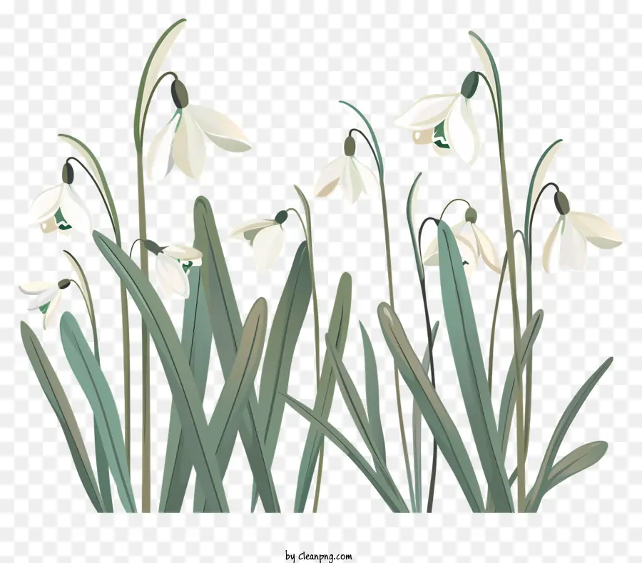 زهور الربيع，الزهور البيضاء PNG