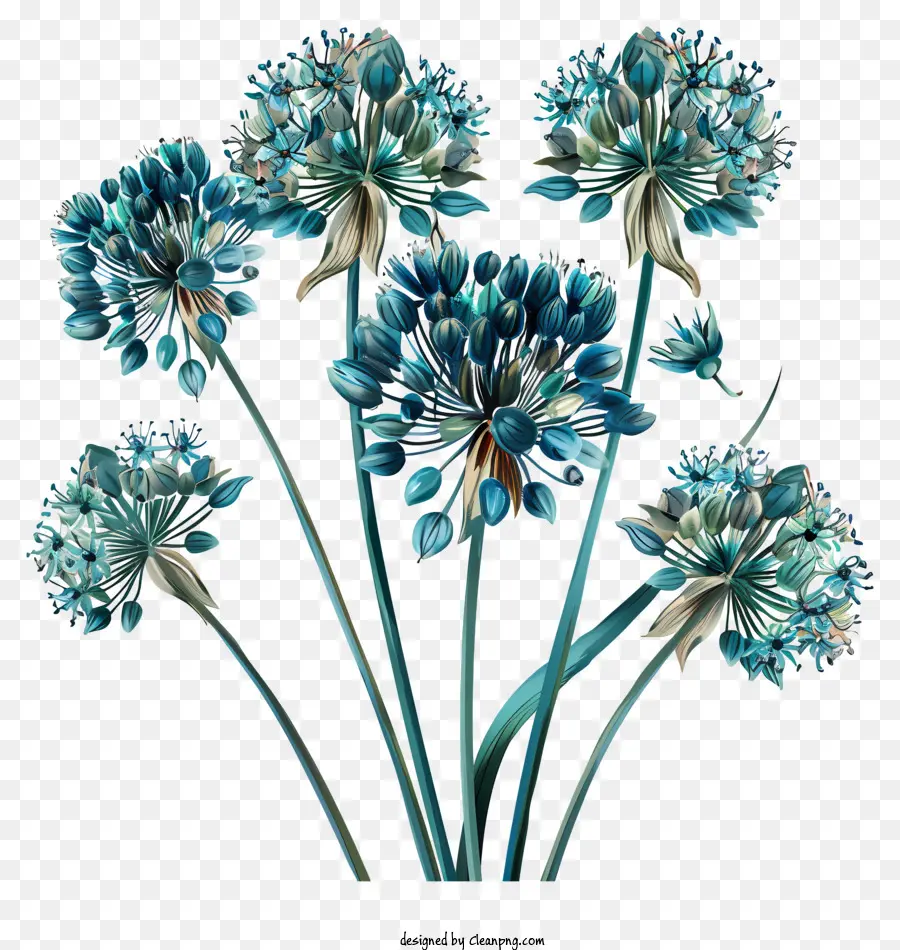 أليوم Giganteum الزهور，الزهور الزرقاء PNG