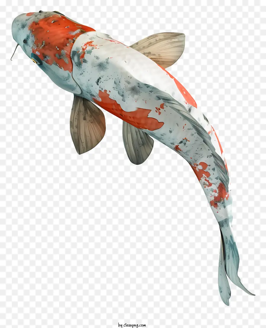 الأسماك كوي，الأسماك PNG