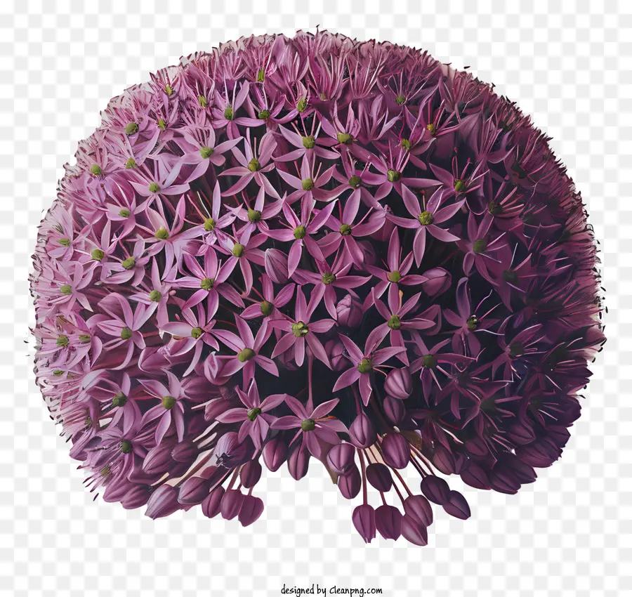 أليوم Giganteum الزهور，الأرجواني زهرة PNG