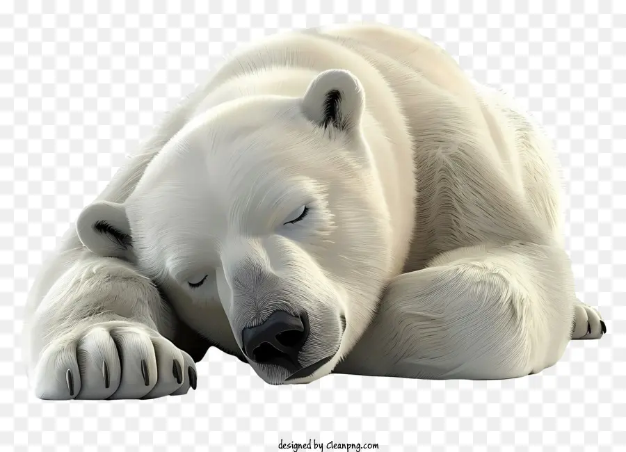 الدولي الدب القطبي اليوم，الدب القطبي PNG
