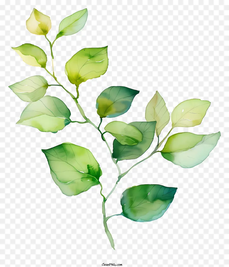 يورق，نبات الورق الأخضر PNG