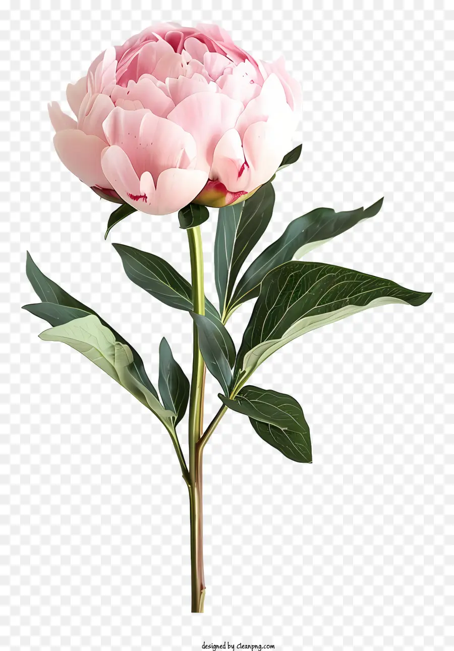 ترتيب زهرة الفاوانيا，الوردي الفاوانيا PNG