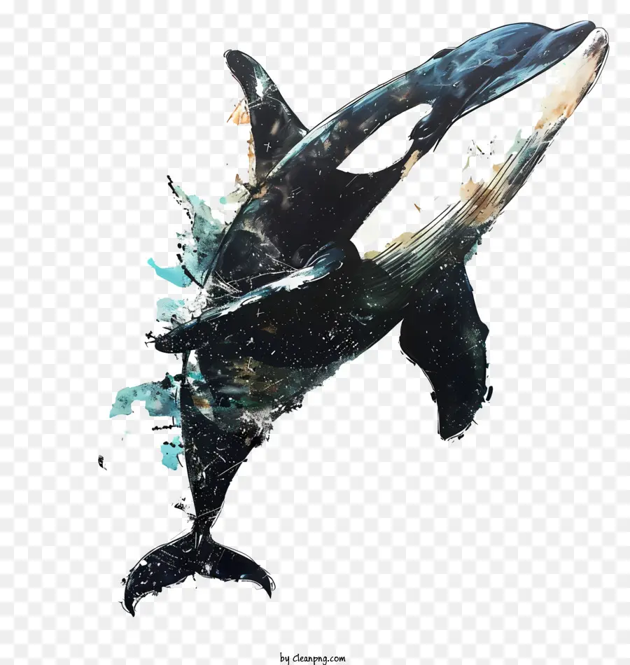 الحوت القاتل，Orca PNG