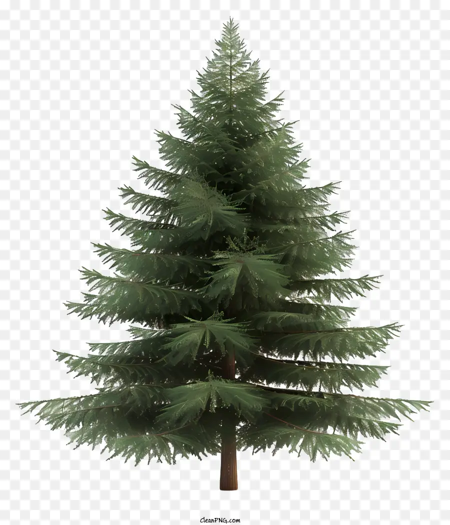 شجرة التنوب，الأخضر شجرة الصنوبر PNG