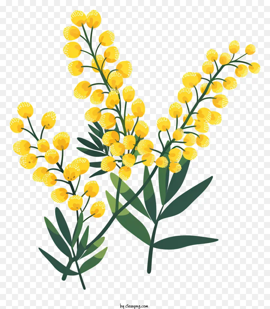 زهرة الميموزا，الزهور الذهبية PNG
