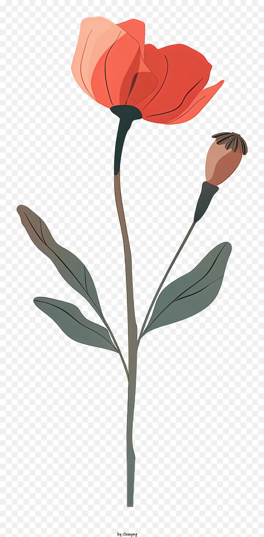 الخشخاش الزهور，زهرة PNG