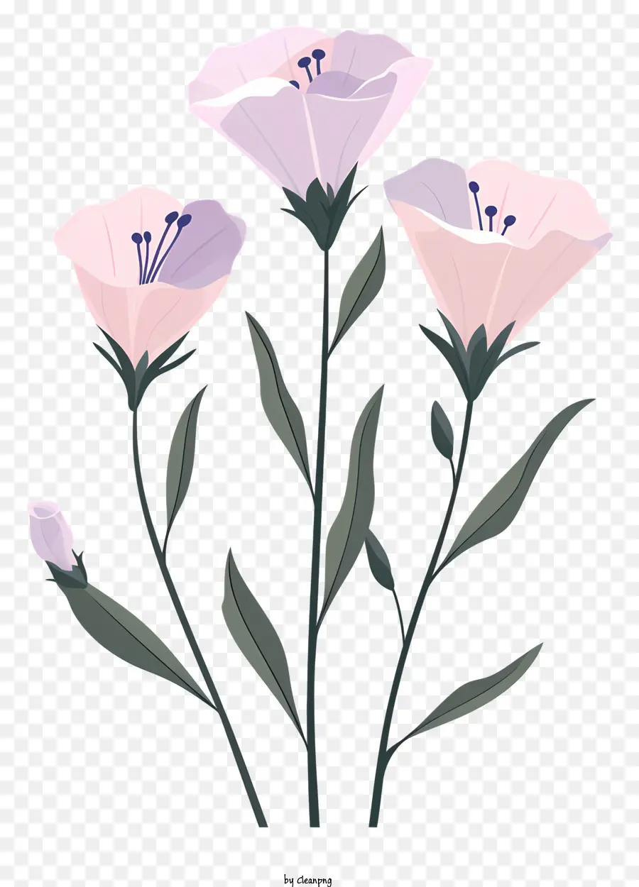 غصن يوستوما，الزهور الوردية PNG