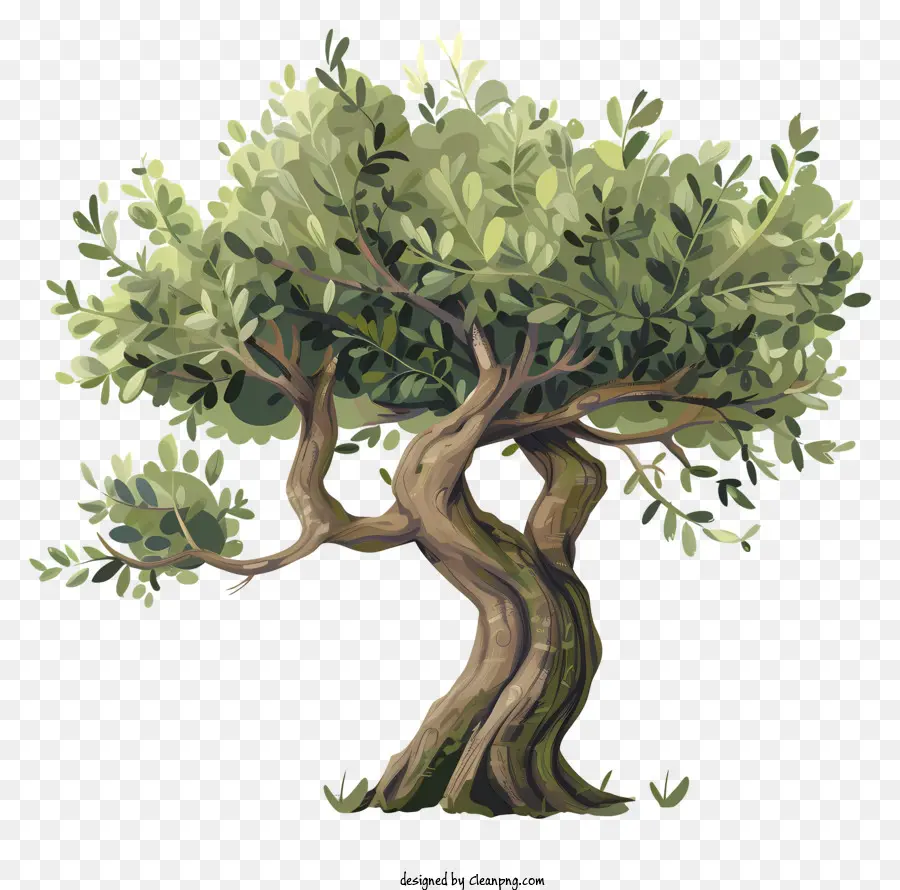 شجرة الزيتون，جذع Gnarled PNG