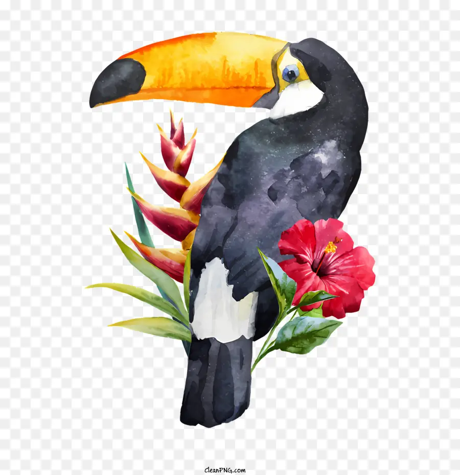 الطيور，ألوان مائية التوضيح PNG