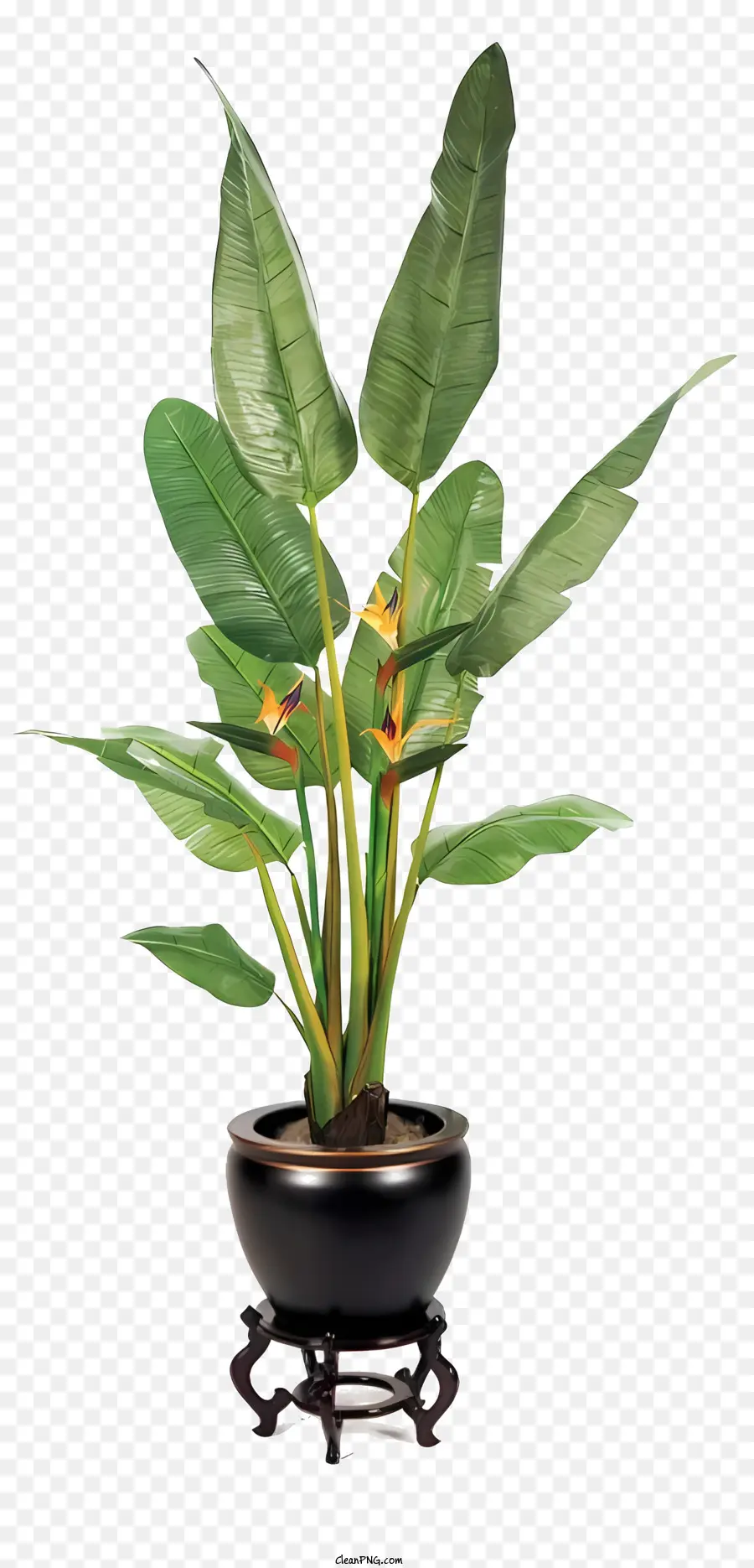 نباتات الأصص，نباتات المكاتب PNG