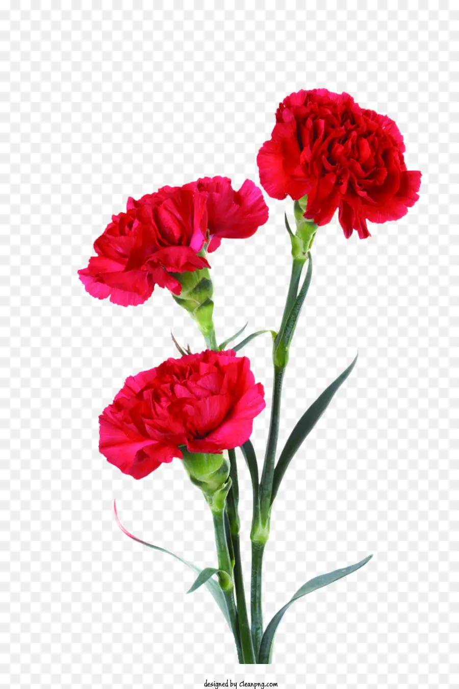الزهور，القرنفل الأحمر PNG