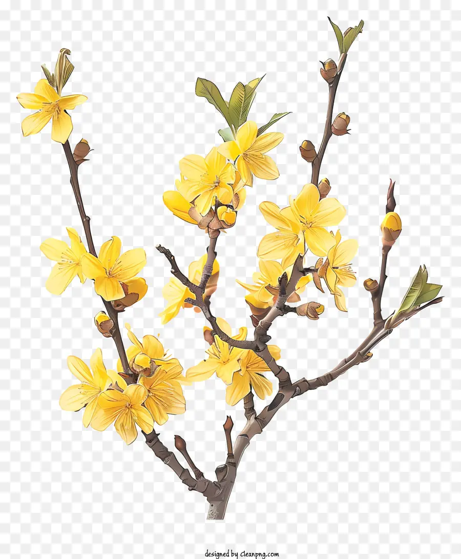 فورسيثيا زهرة，زهرة الربيع PNG