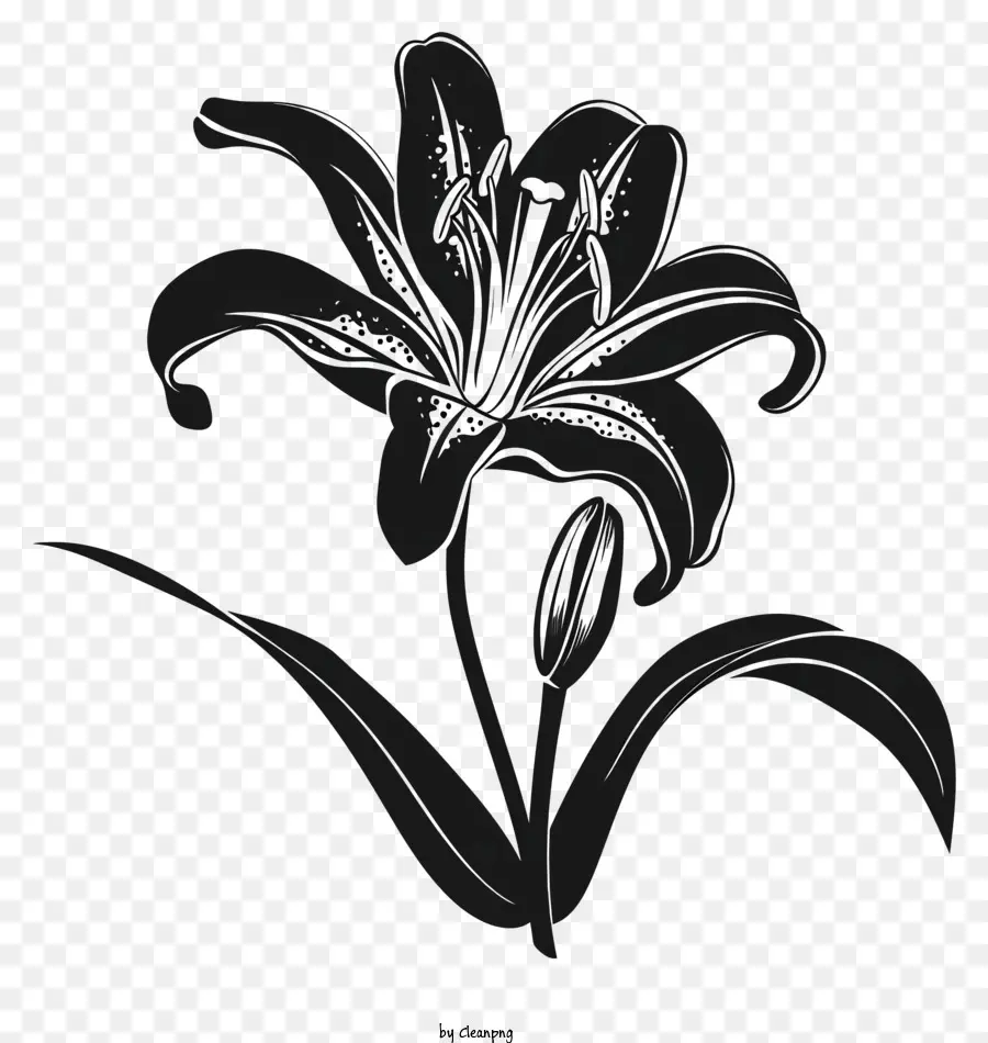 صورة ظلية زهرة，زنبق أسود PNG