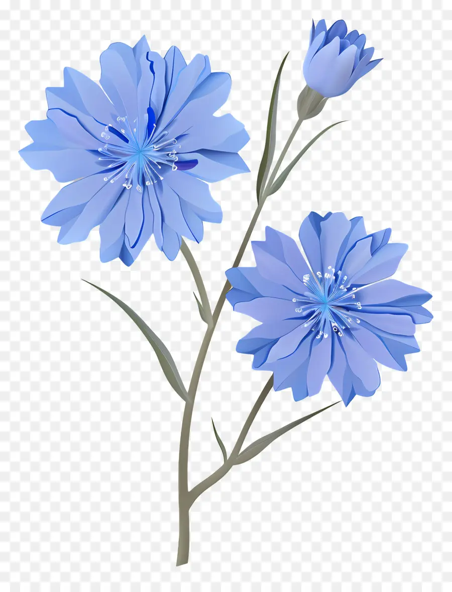الهندباء，الزهور الزرقاء PNG
