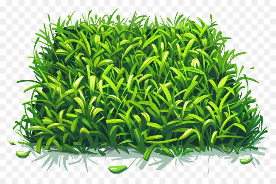 العشب，الحقل الأخضر PNG