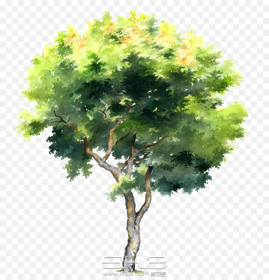 ورقة，شجرة اللوحة PNG