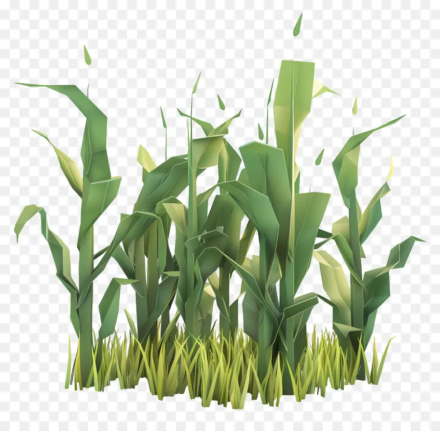 سيقان الذرة，النباتات PNG