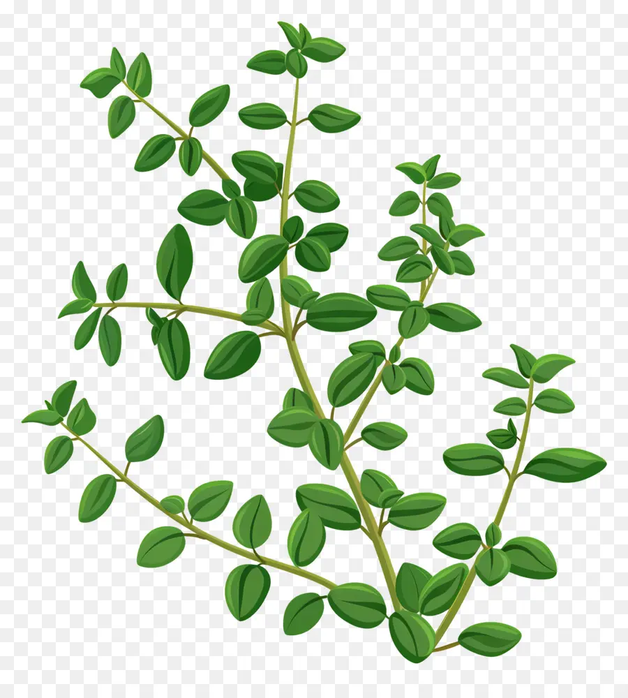 الزعتر，النباتات الخضراء PNG