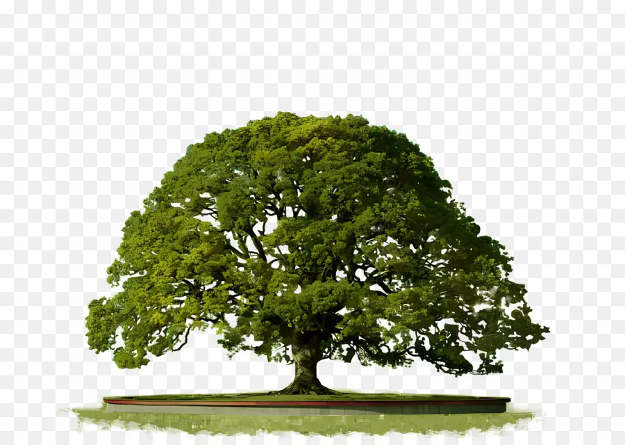 شجرة，شجرة البلوط PNG