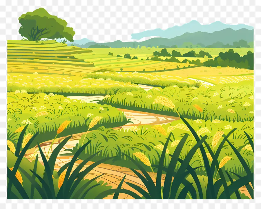 خلفية حقل الأرز，حقول الأرز PNG