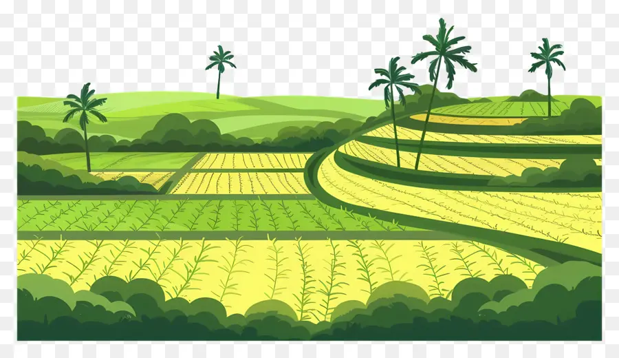 حقل الأرز，حقول الأرز الأخضر PNG
