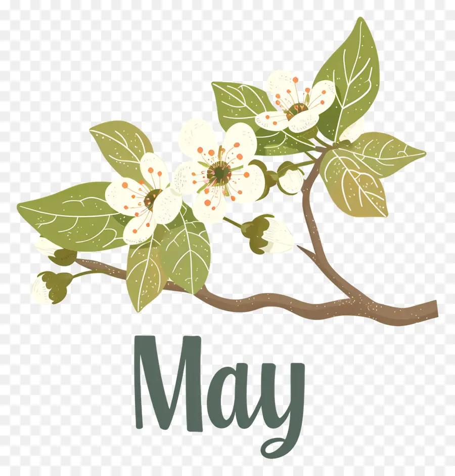 مرحبا مايو，فرع شجرة المزهرة PNG