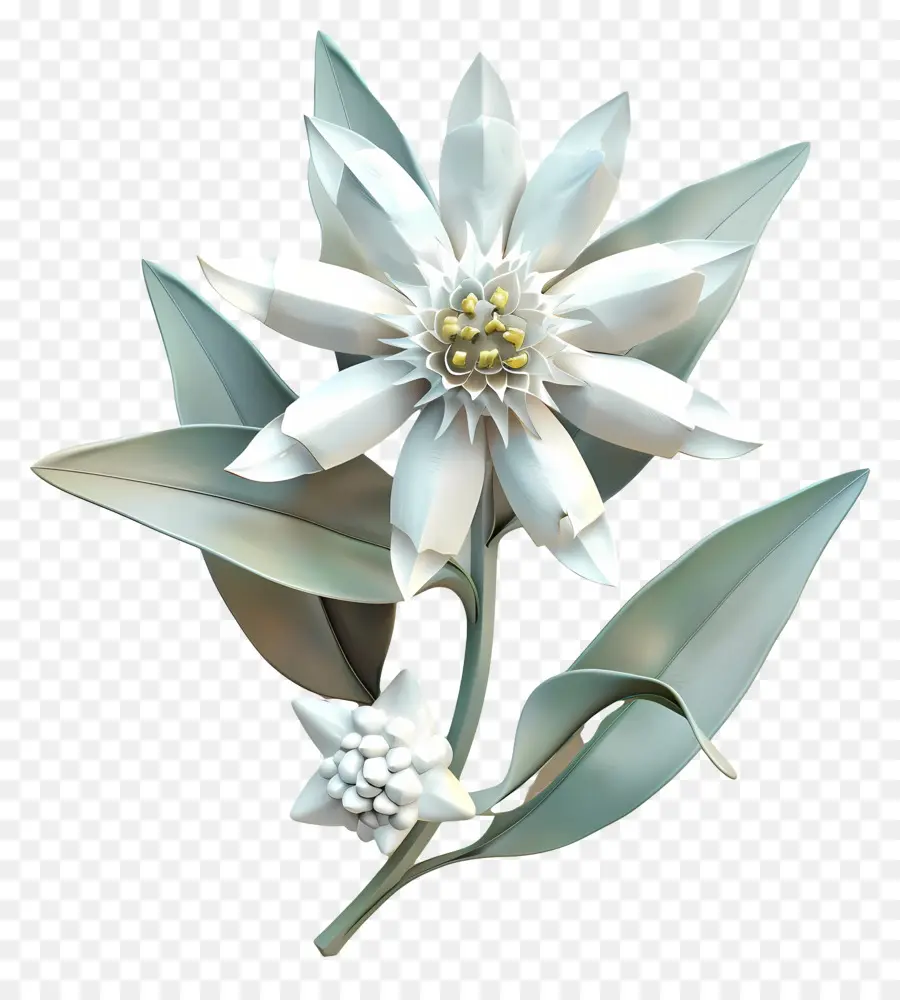 اديلويس，زهرة بيضاء PNG