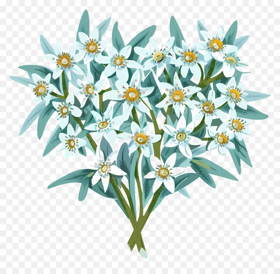 اديلويس，الزهور البيضاء PNG