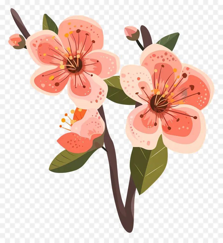 زهر الخوخ，أزهار الخوخ PNG
