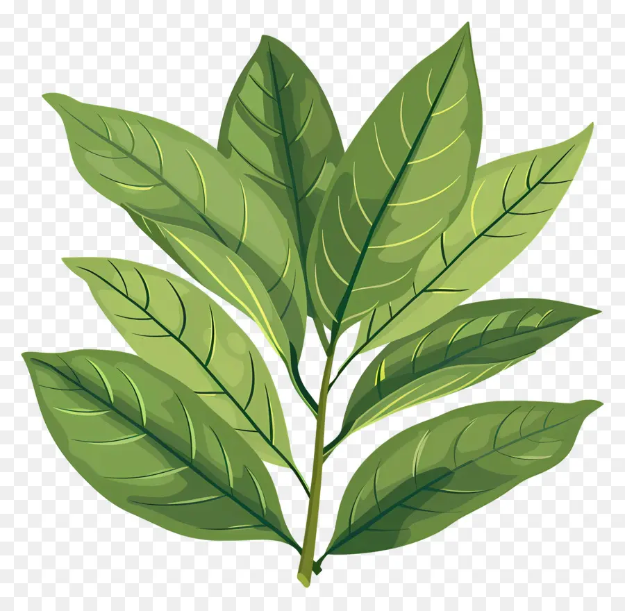 ورقة الكرز لوريل，النباتات الخضراء PNG