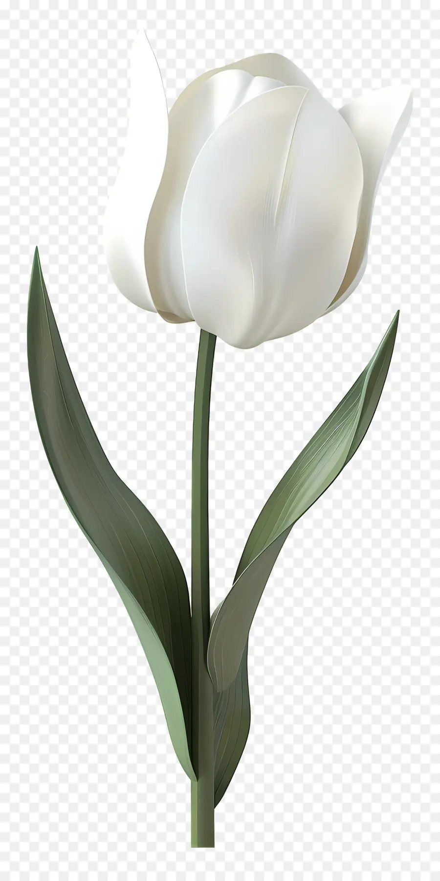 الزنبق الأبيض，زهرة PNG