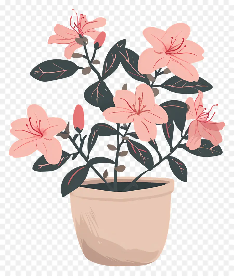 نبات أزاليا，وعاء الزهور PNG