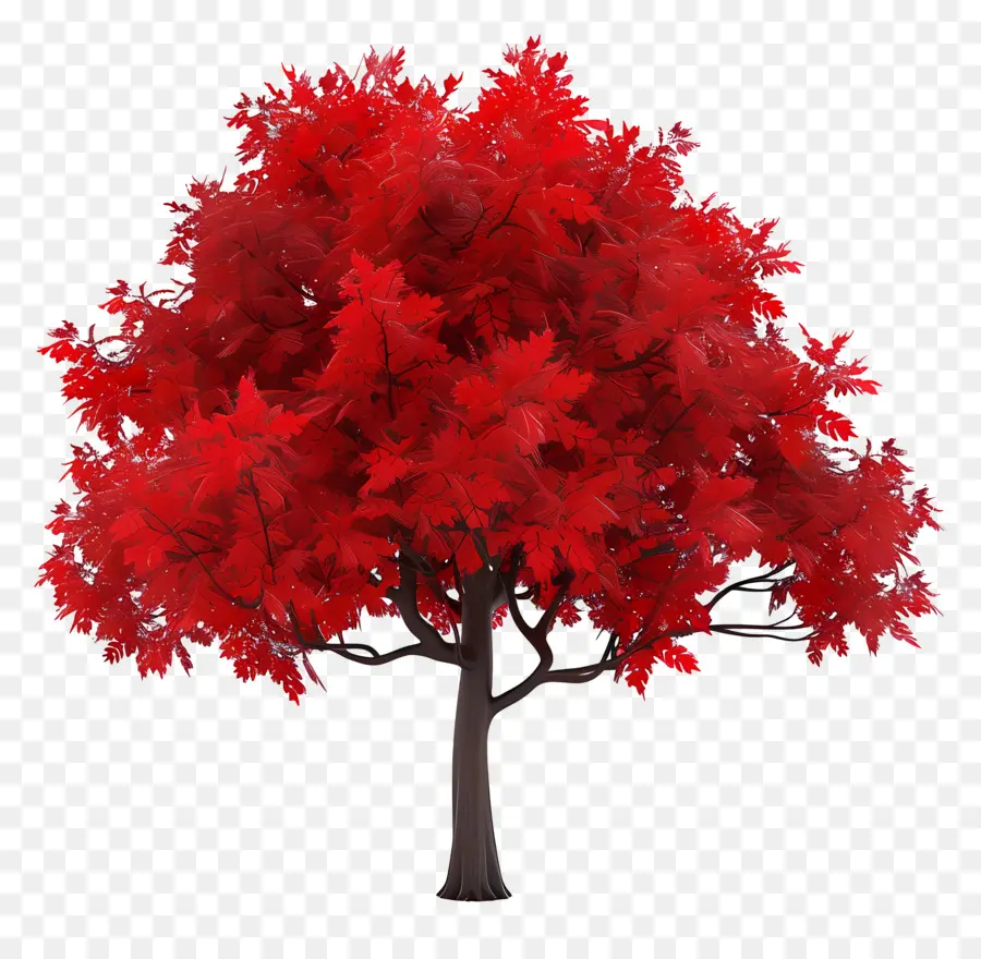 شجرة القيقب，الشجرة الحمراء PNG