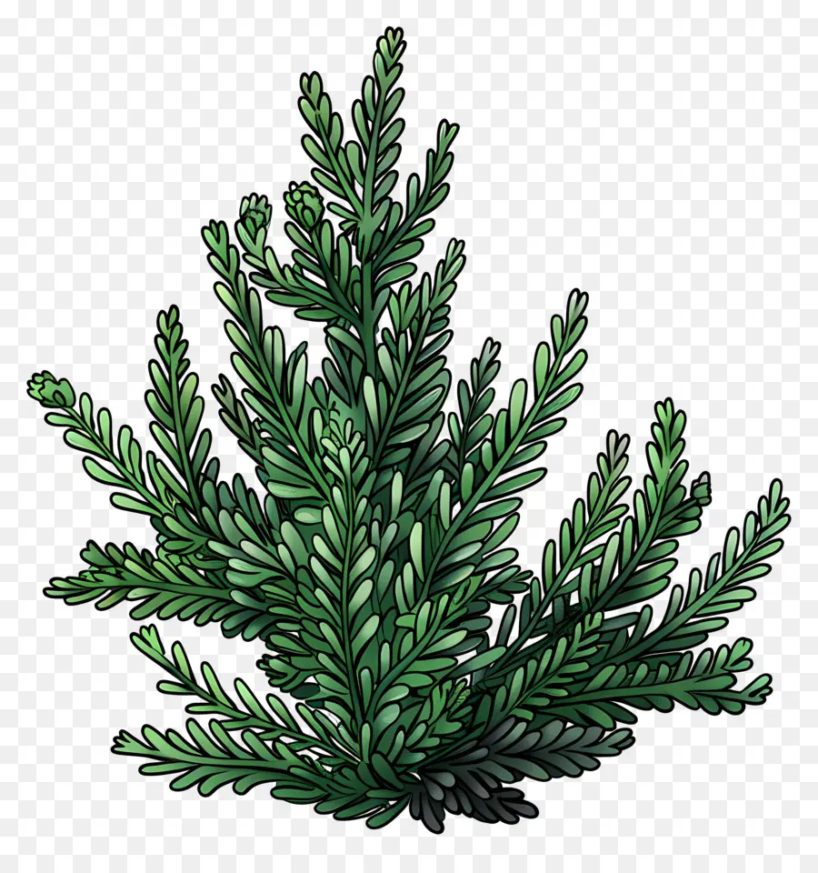 نباتات زهقرنية，شجرة الصنوبر PNG