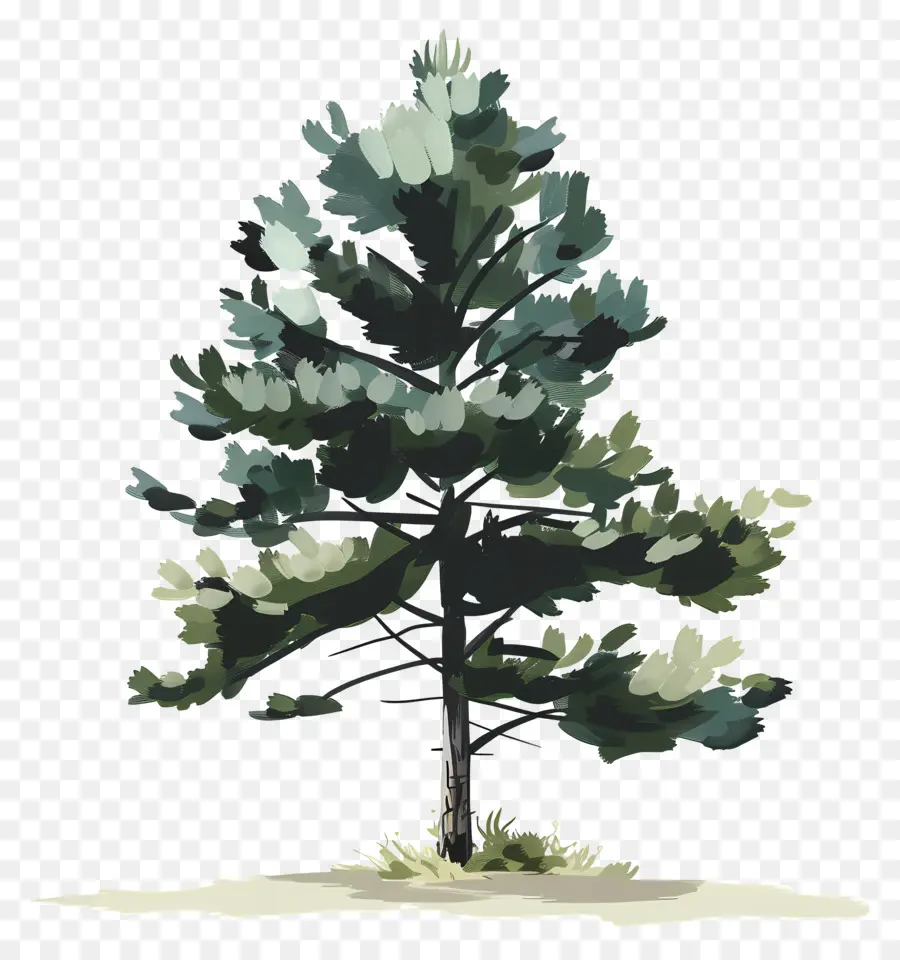 شجرة الصنوبر，شجرة خضراء PNG
