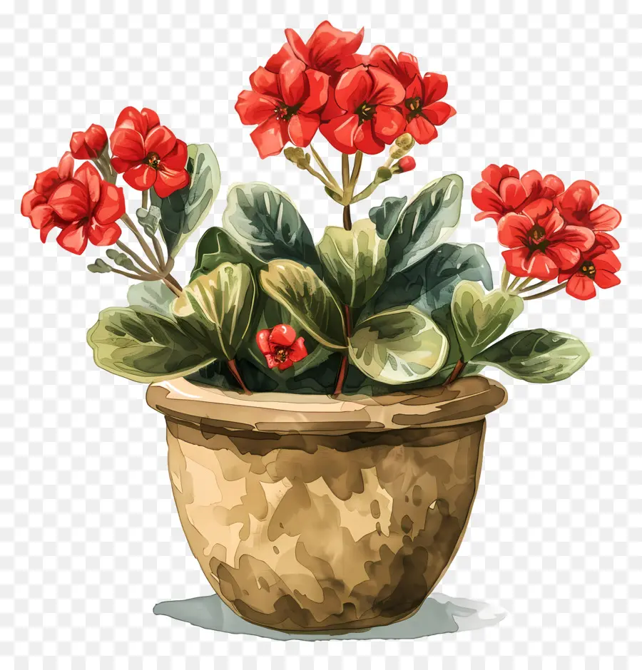 نبات Kalanchoe，إبرة الراعي الحمراء PNG