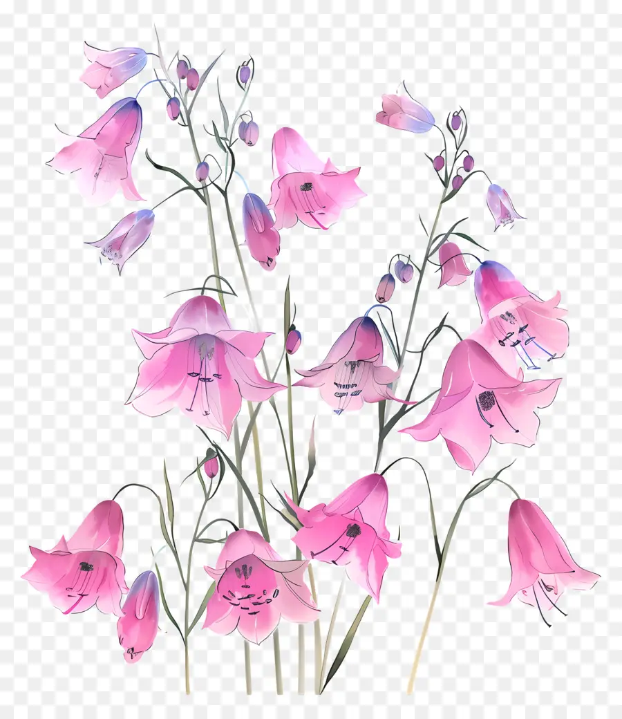 الزهور الوردية，زنابق كالا الوردي PNG