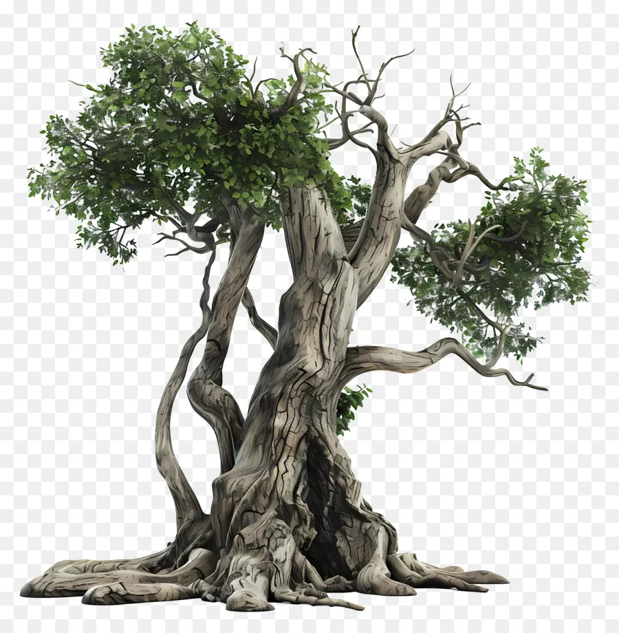 جذع شجرة，شجرة البلوط القديمة PNG