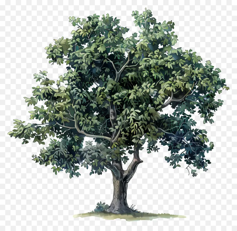 شجرة هيكوري，شجرة البلوط PNG