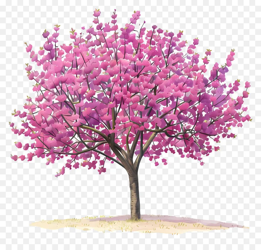 شجرة ريدبد，الوردي شجرة PNG