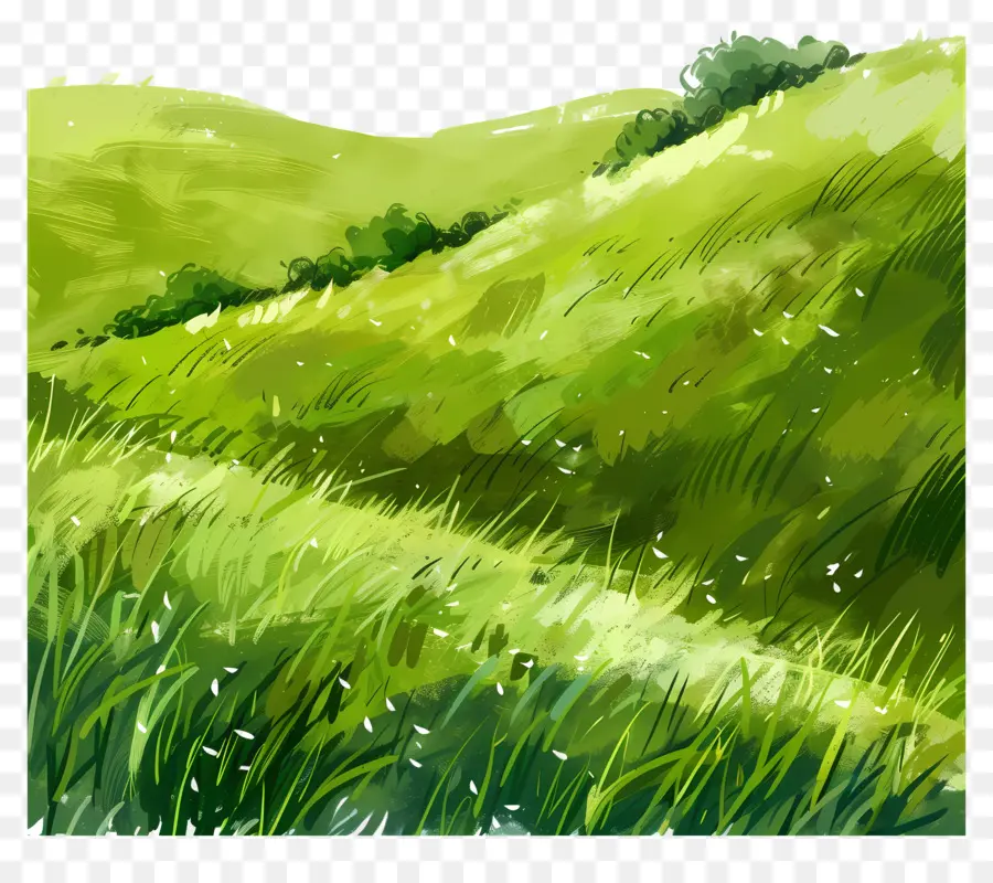 الحقل الأخضر，العشب PNG