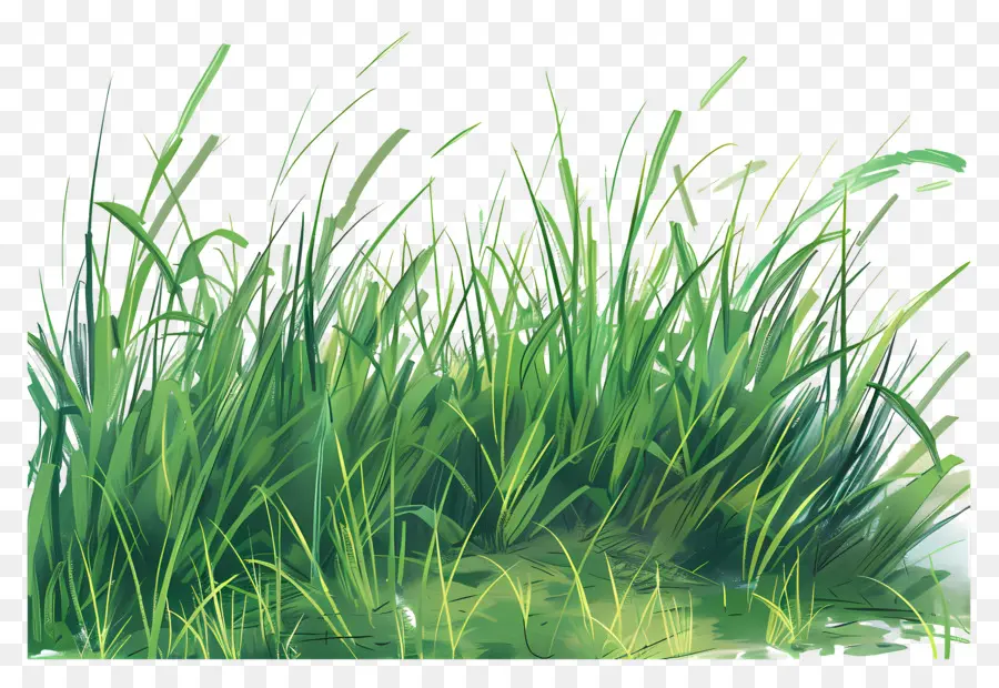 حقل العشب，اللوحة PNG