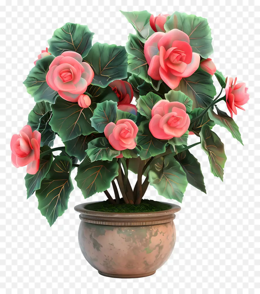 زهرة بيغونياس المحفوظة بوعاء，الزهور الوردية PNG