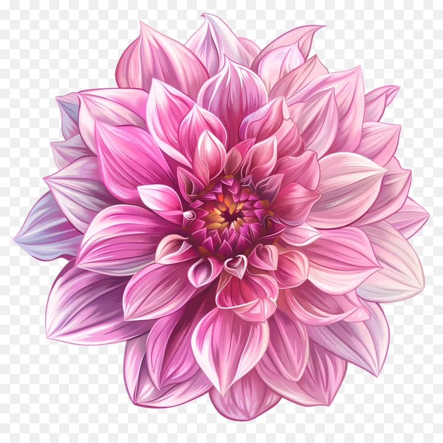 زهرة داليا الوردي，زهرة الوردي PNG