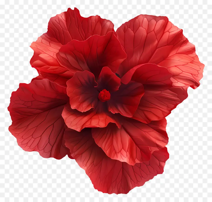 زهرة بيجونيا，وردة حمراء PNG