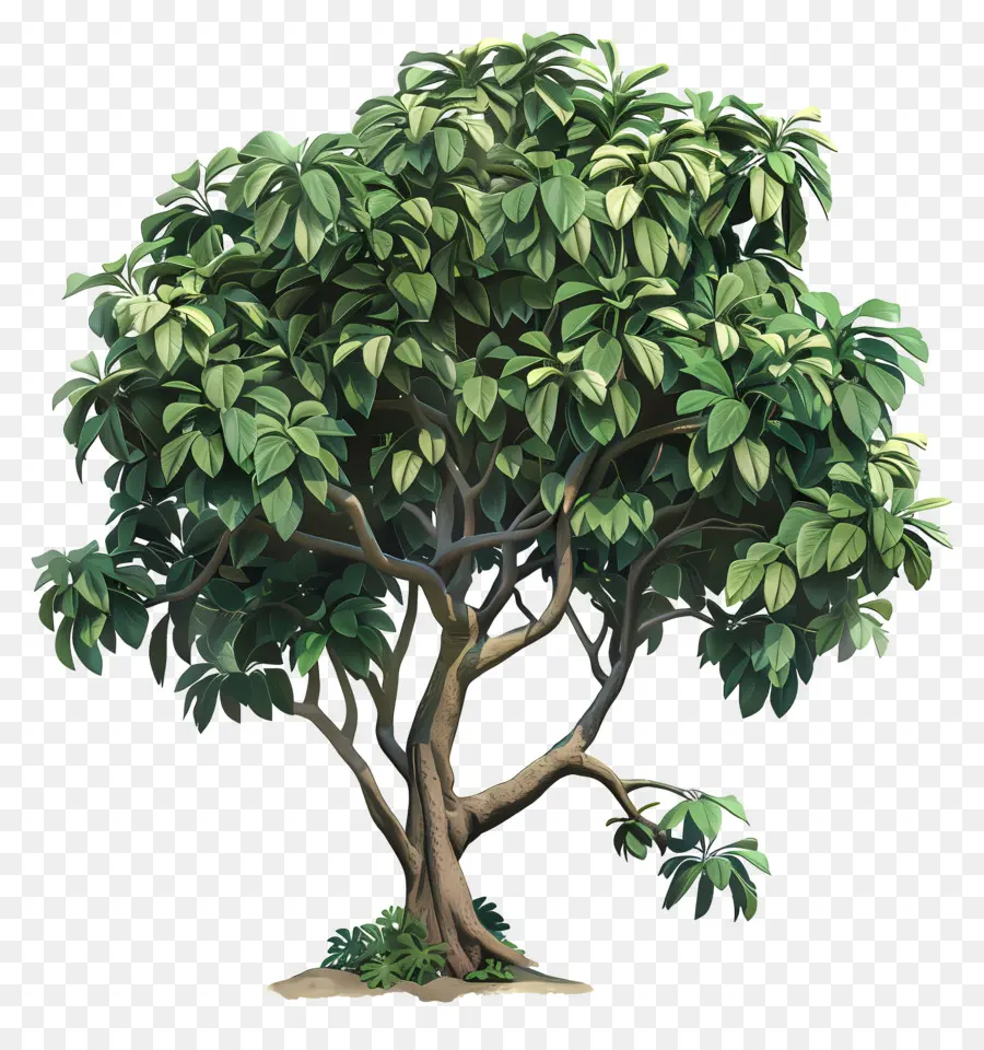 الكابوك شجرة，شجرة PNG