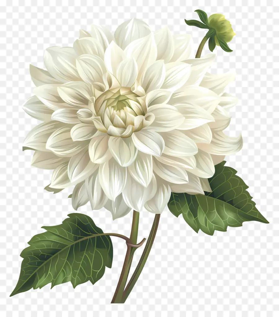 زهرة الداليا，زهرة بيضاء PNG