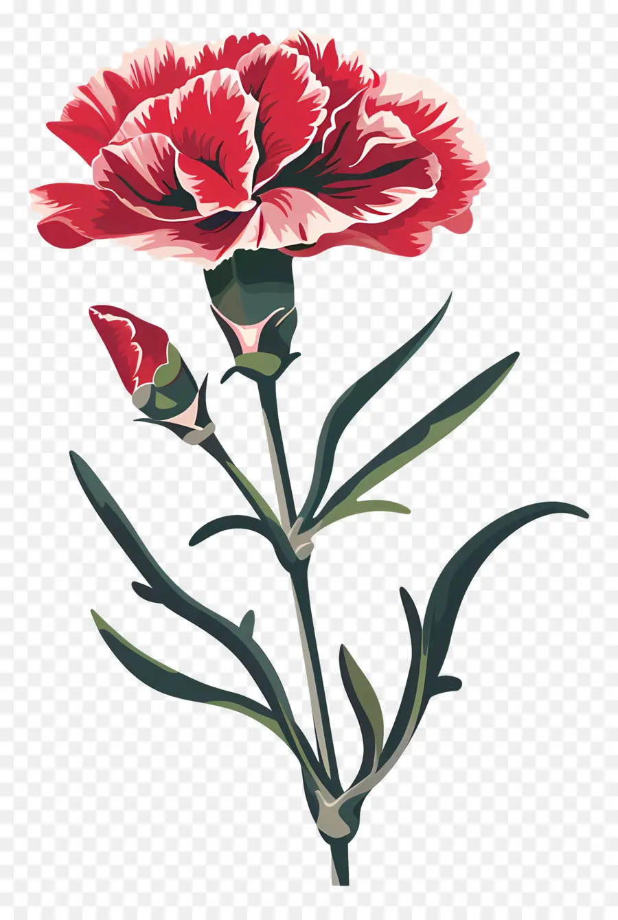 زهرة قرنفل，القرنفل الحمراء PNG