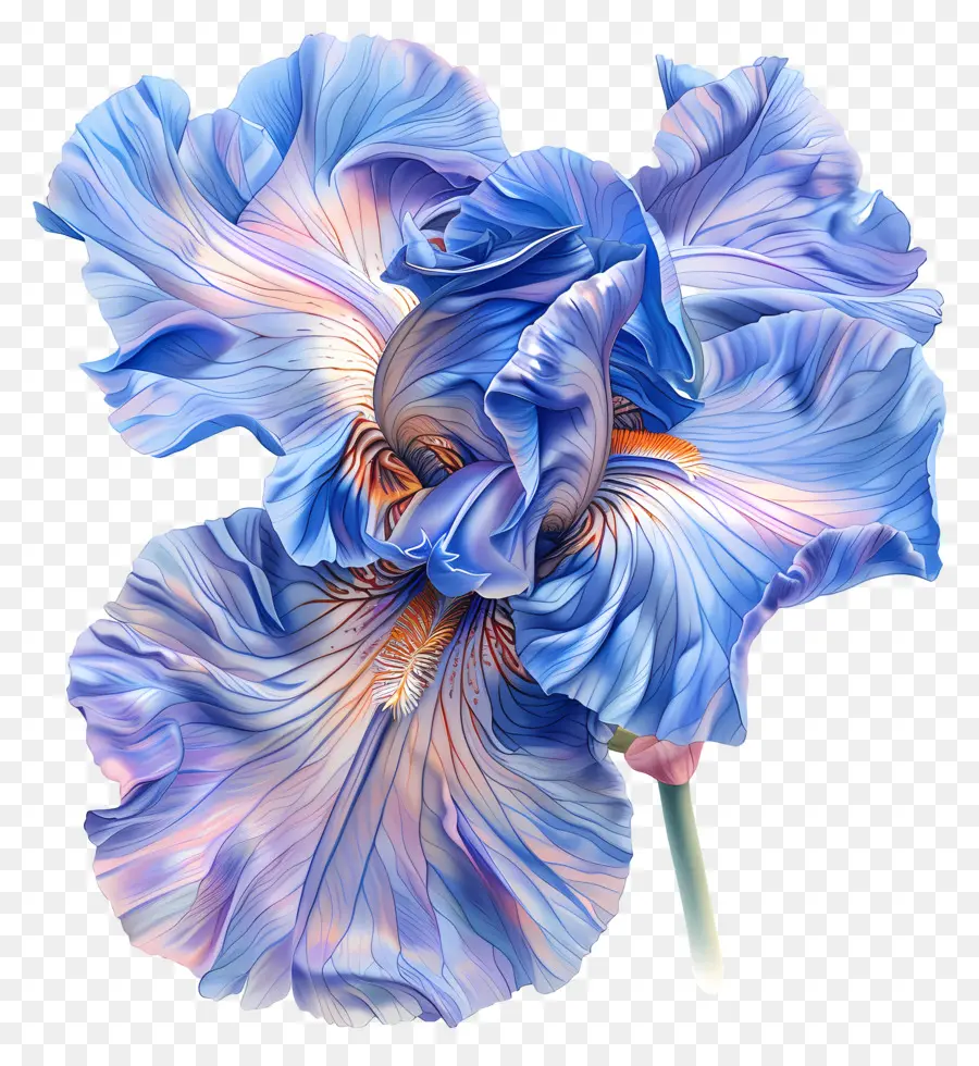 زهرة السوسن，الزرقاء إيريس PNG